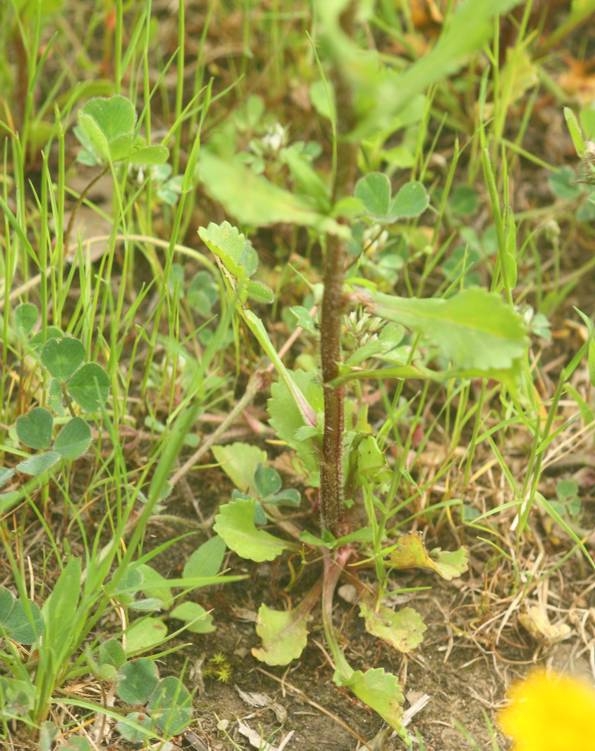 Coleostephus myconis? S